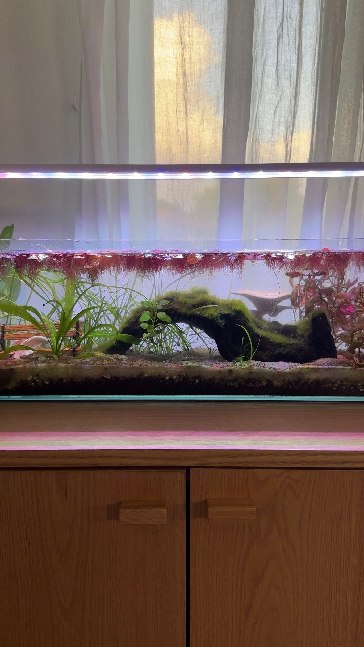 Aquarium