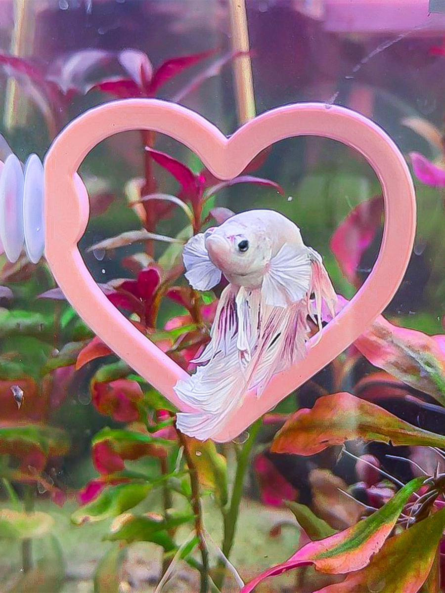 Tank Decor