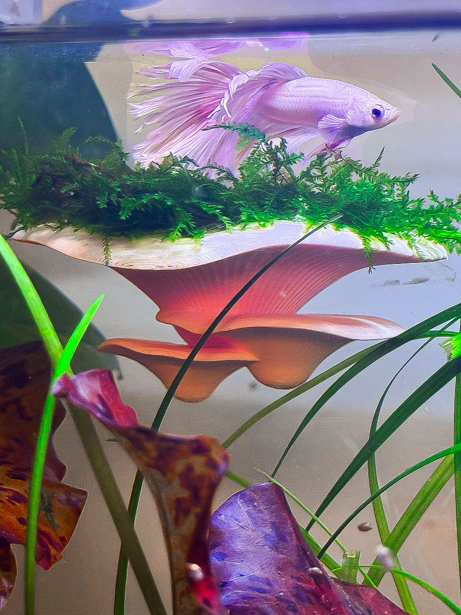 Perches