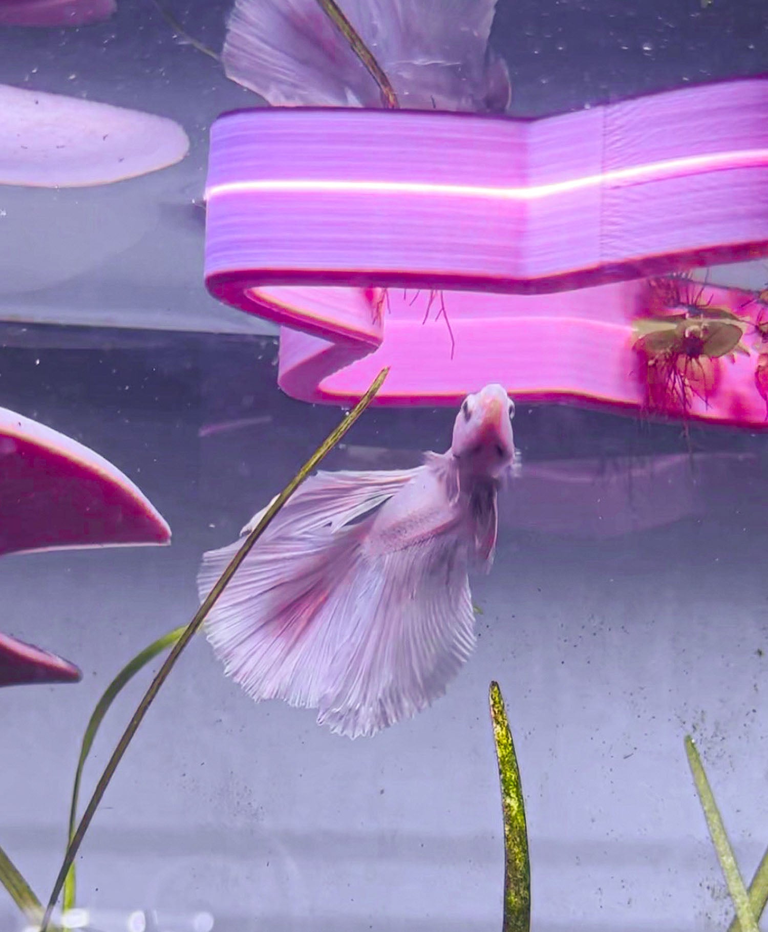 Feeding Portals