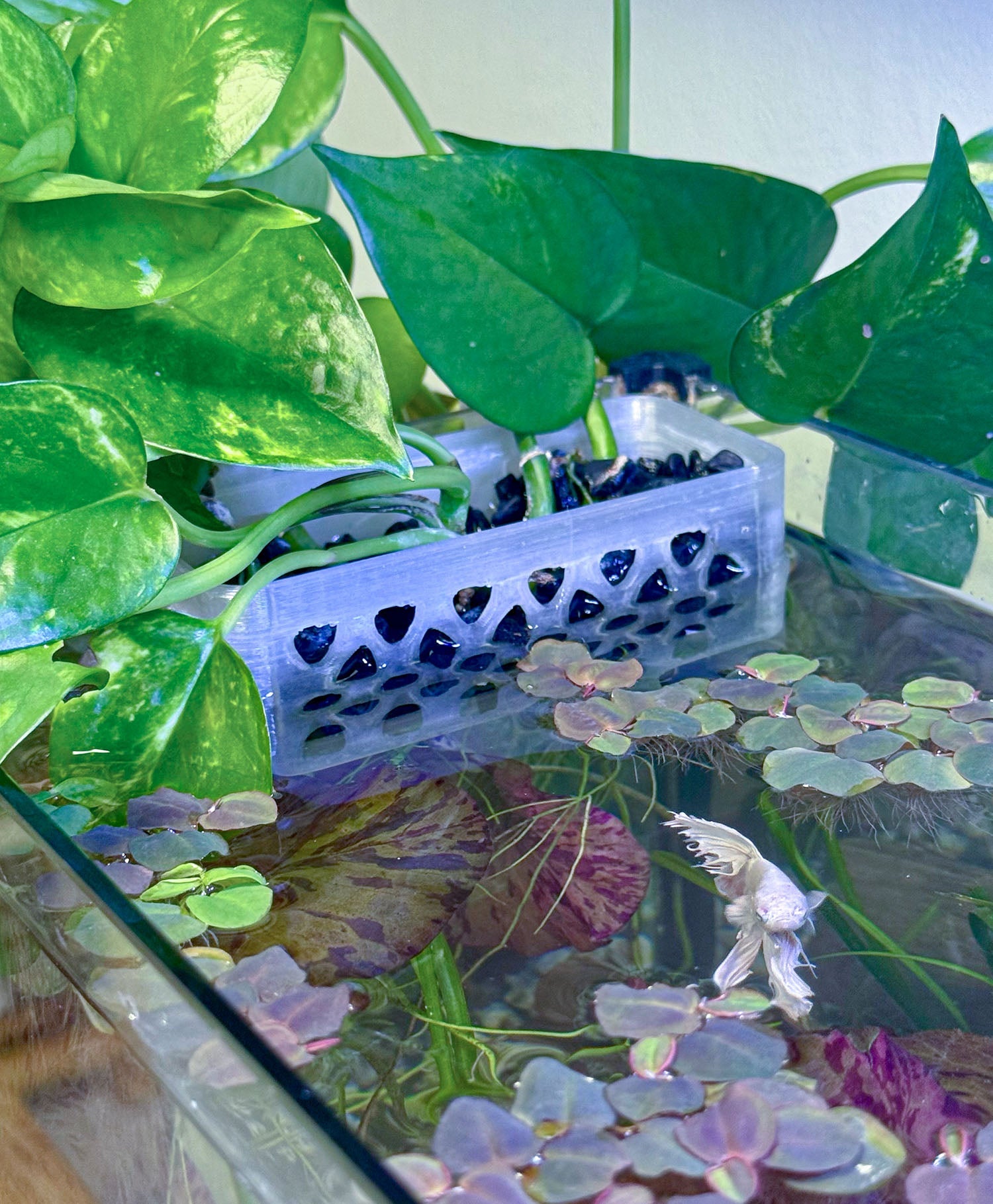 Aquascaping