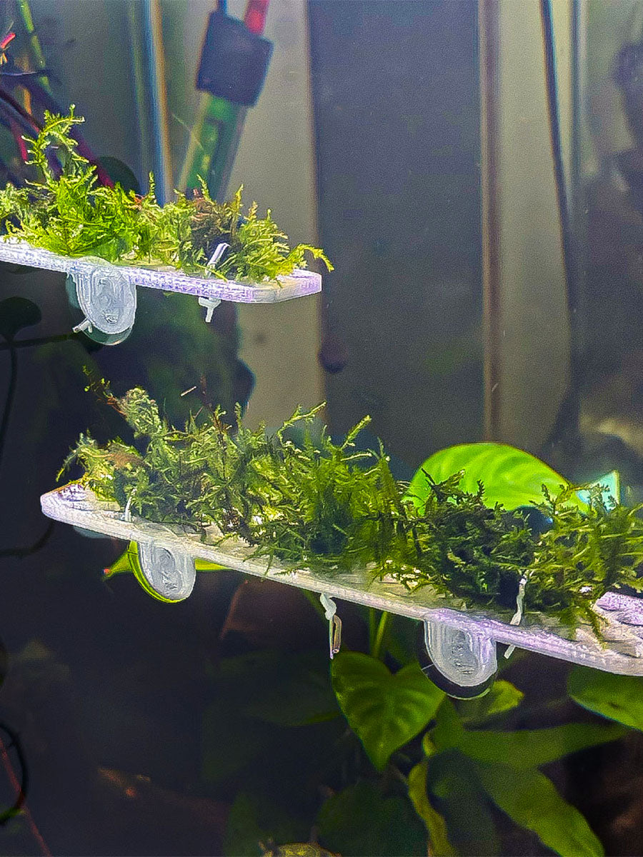 Aquascaping