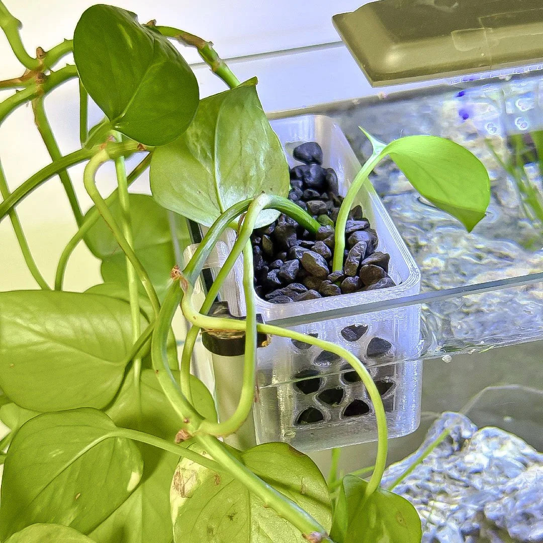 Over‑the‑Edge Aquarium Planter