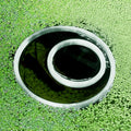 Circle Fish Feeding Portal