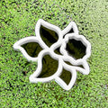 Daffodil Fish Feeding Portal