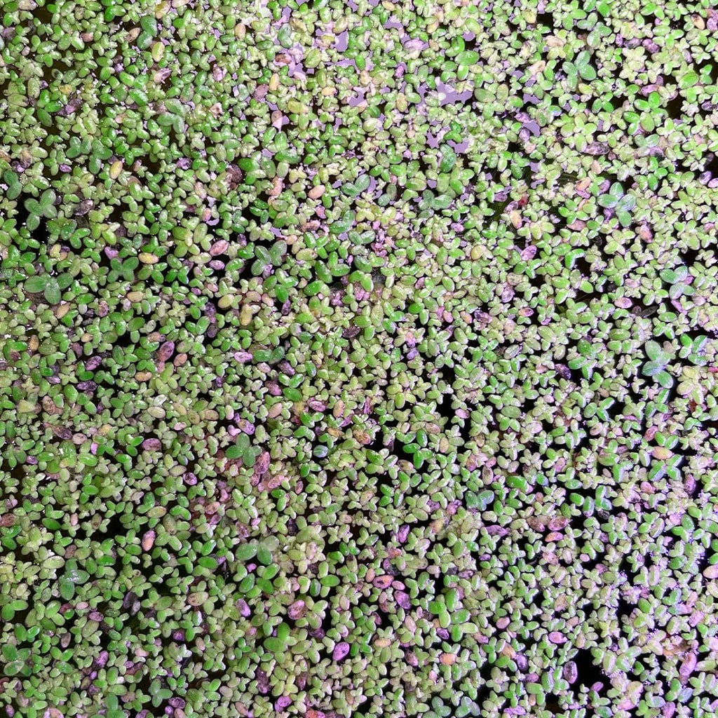 Duckweed 400+ (Lemna Minor)