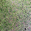 Duckweed 400+ (Lemna Minor)