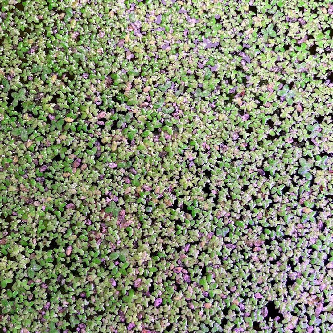Duckweed 400+ (Lemna Minor)