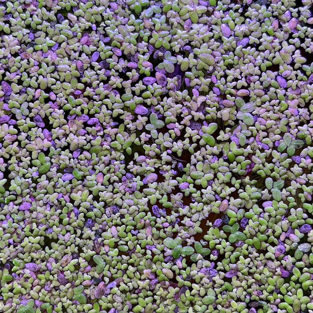Duckweed 400+ (Lemna Minor)