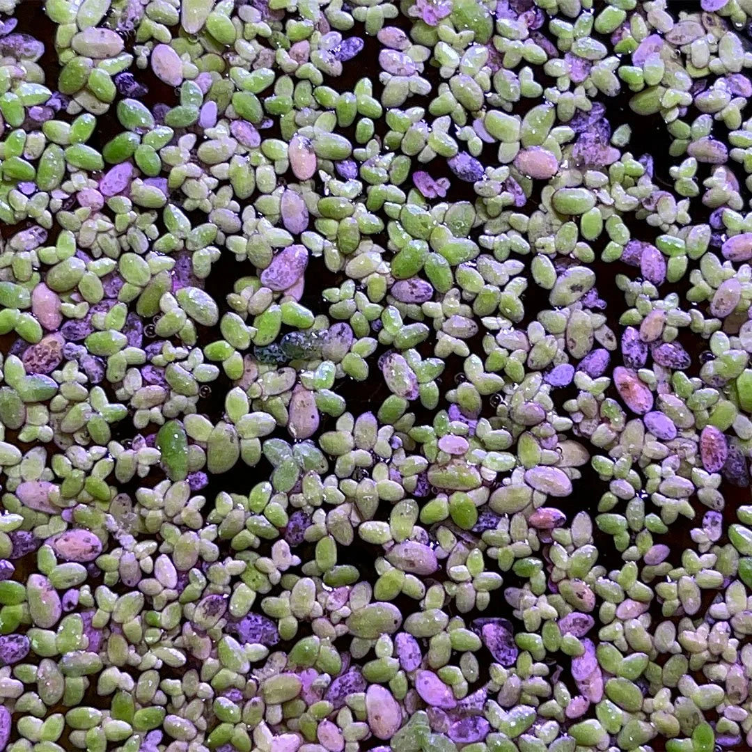Duckweed 400+ (Lemna Minor)