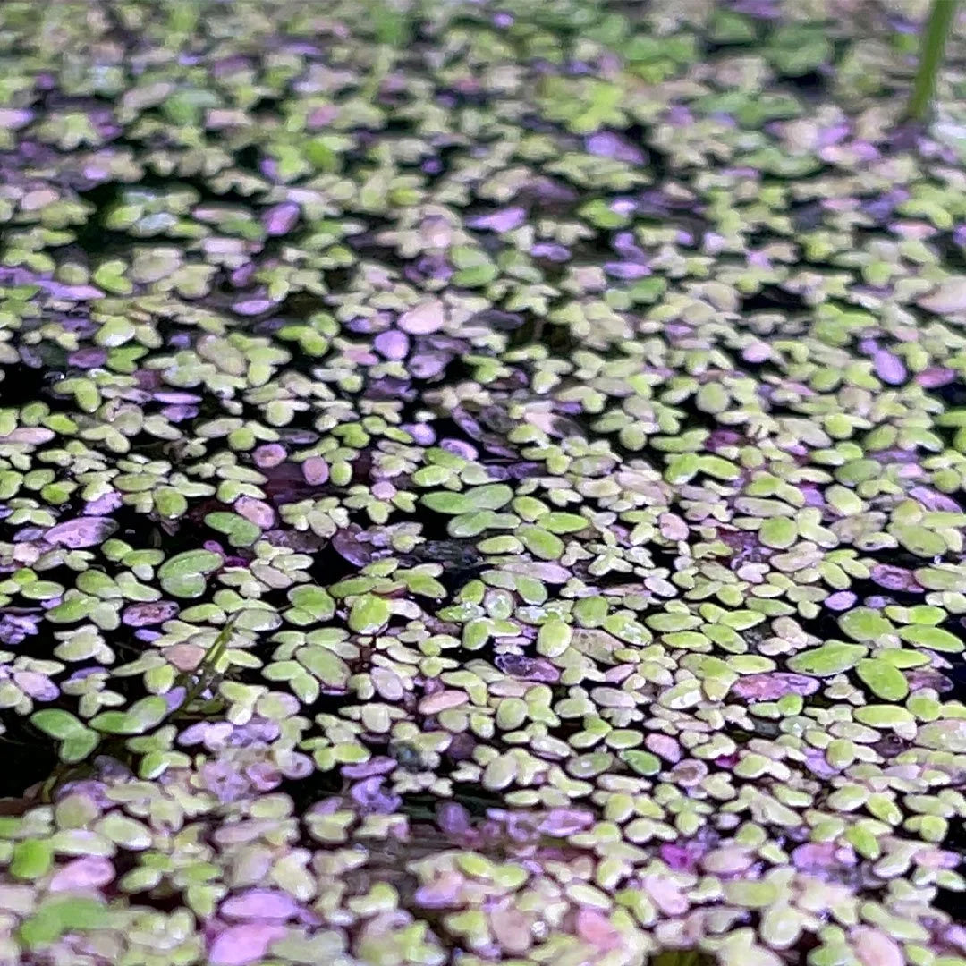 Duckweed 400+ (Lemna Minor)