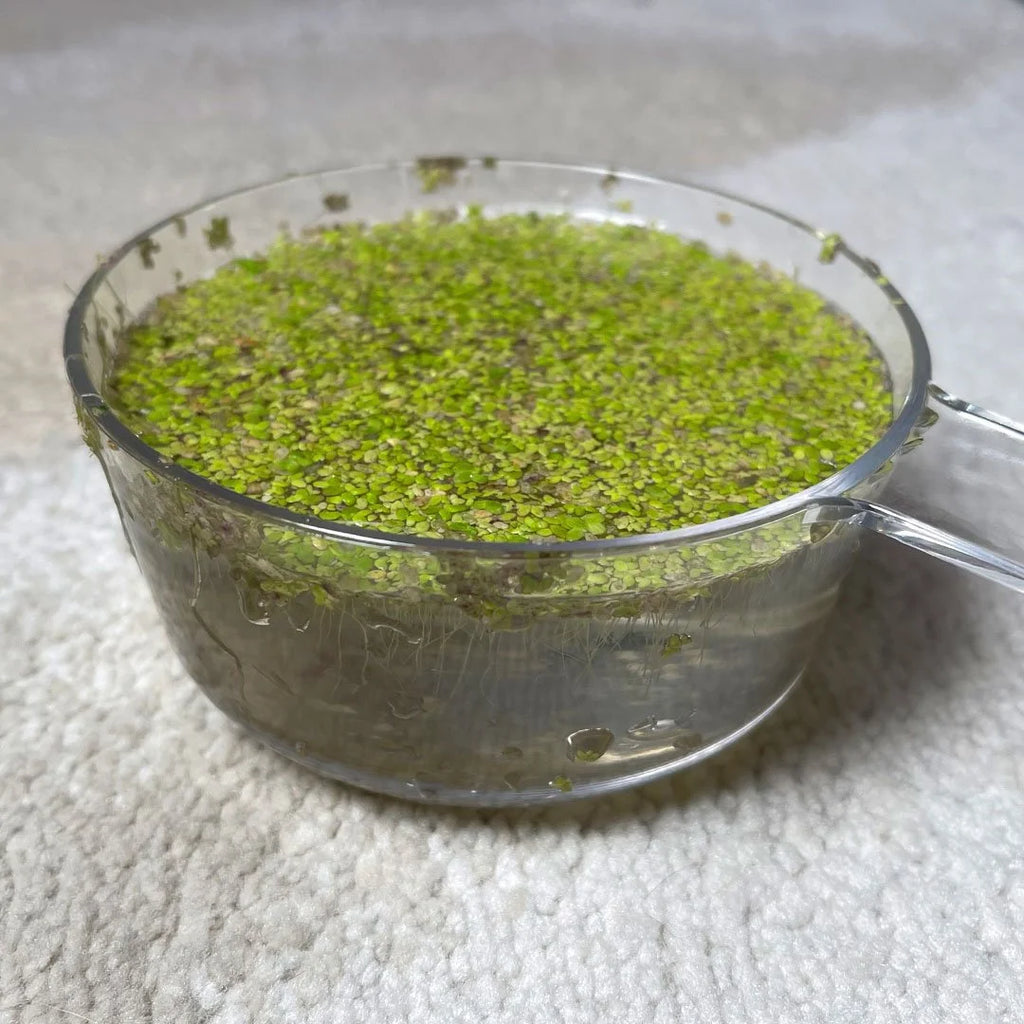 Duckweed 400+ (Lemna Minor)