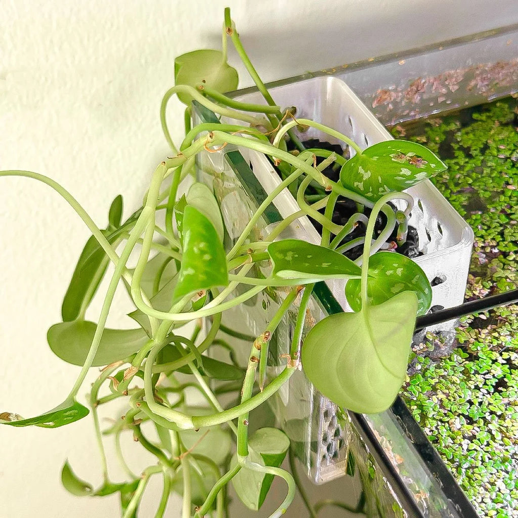 Over‑the‑Edge Aquarium Planter
