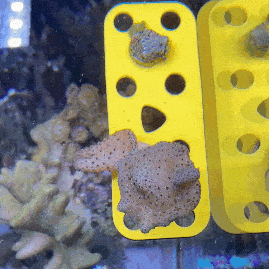 Magnetic GlowRack - UV Propagation Rack