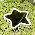 Star Fish Feeding Portal