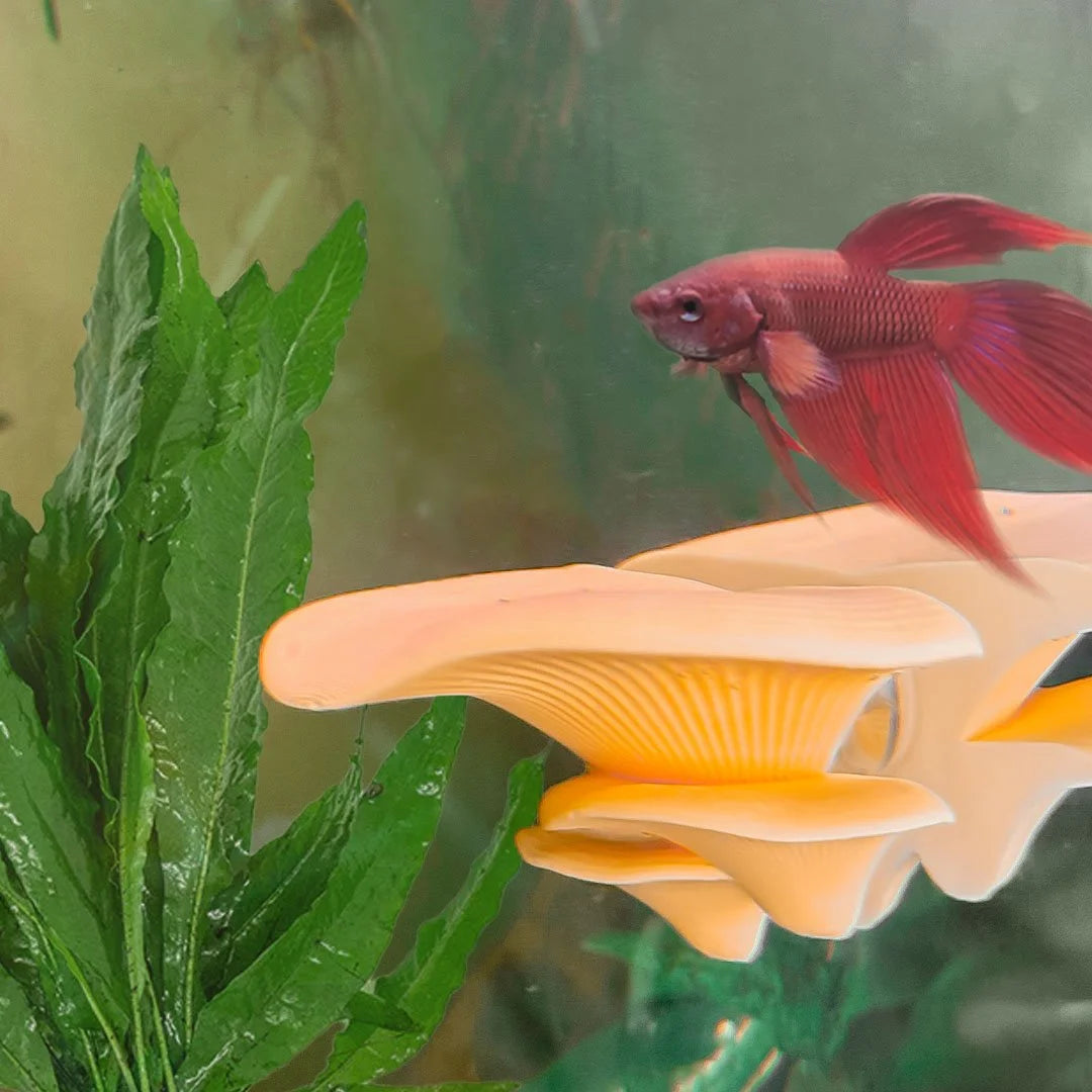 Mushroom Perch / Hammock for Bettas Blennys