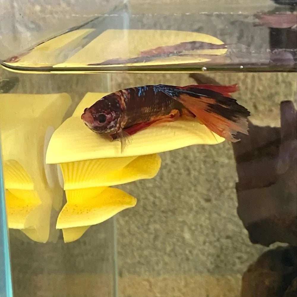 Mushroom Perch / Hammock for Bettas Blennys