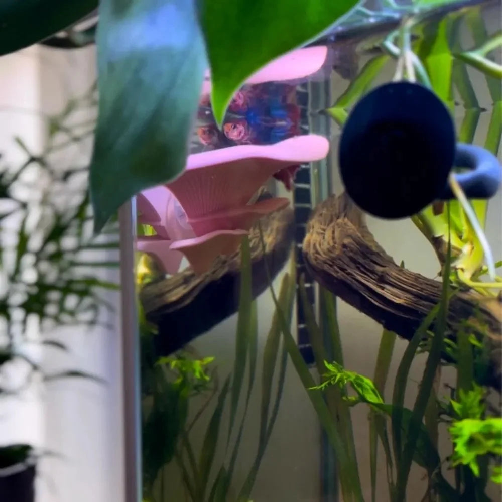 Mushroom Perch / Hammock for Bettas Blennys