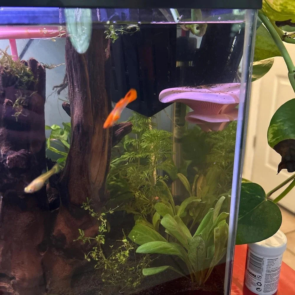 Mushroom Perch / Hammock for Bettas Blennys