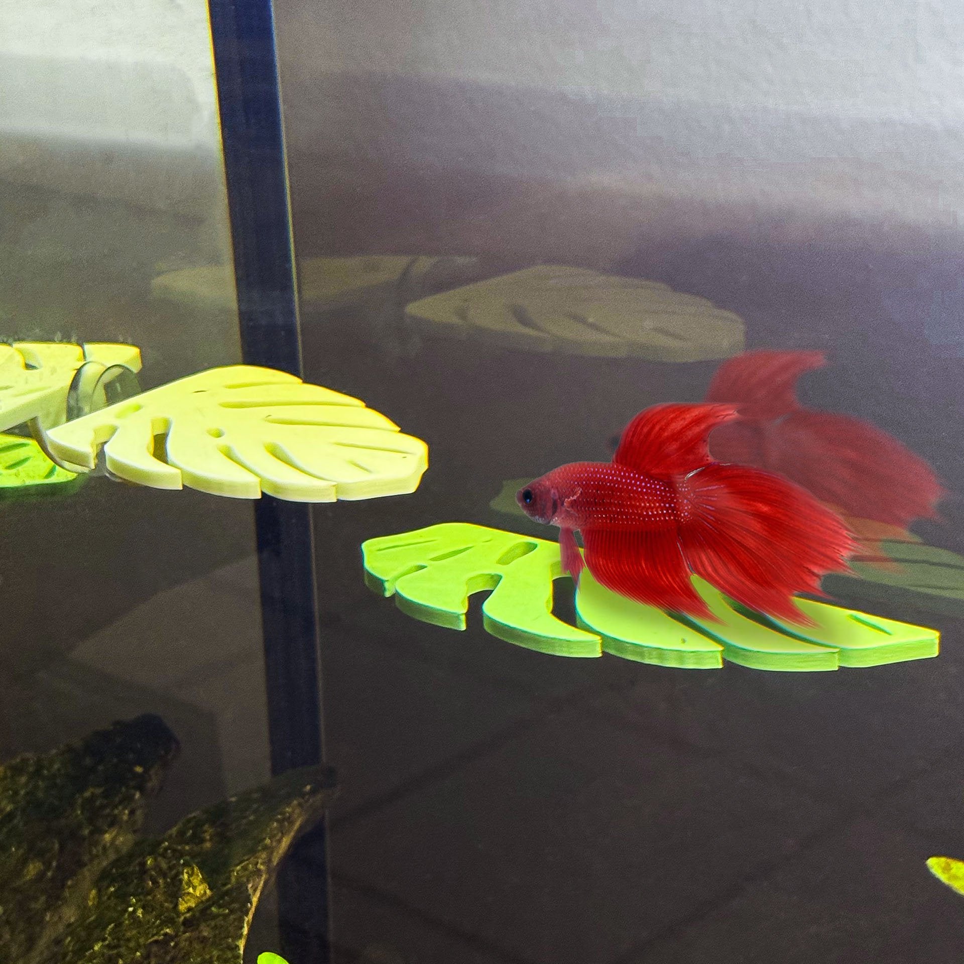 Monstera Leaf Betta Perch / Hammock