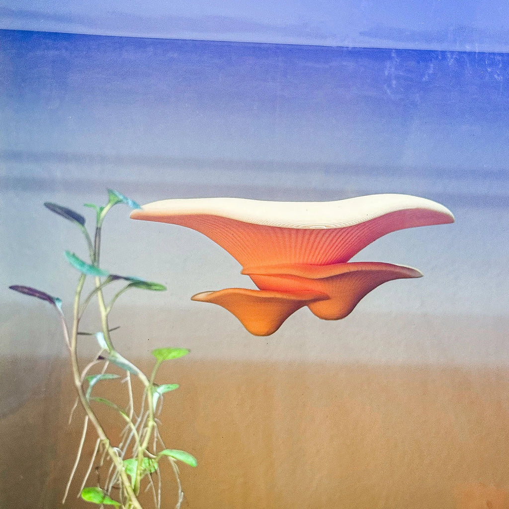 Mushroom Perch / Hammock for Bettas Blennys