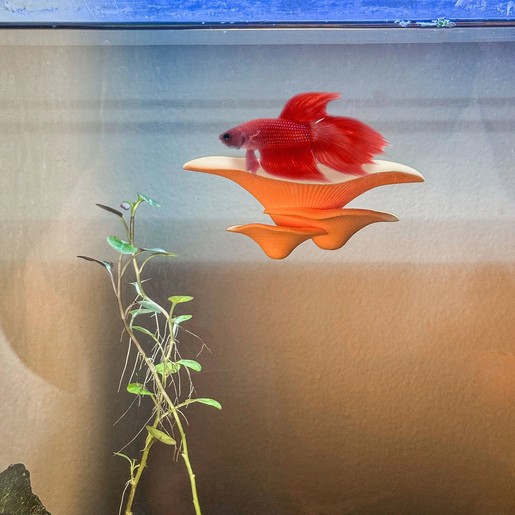 Mushroom Perch / Hammock for Bettas Blennys