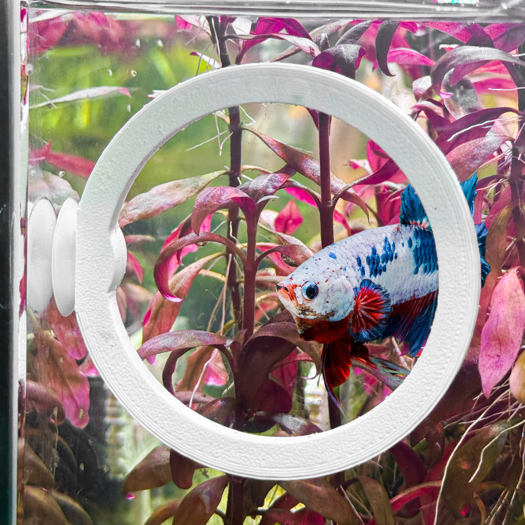 Circle Betta Swim Ring