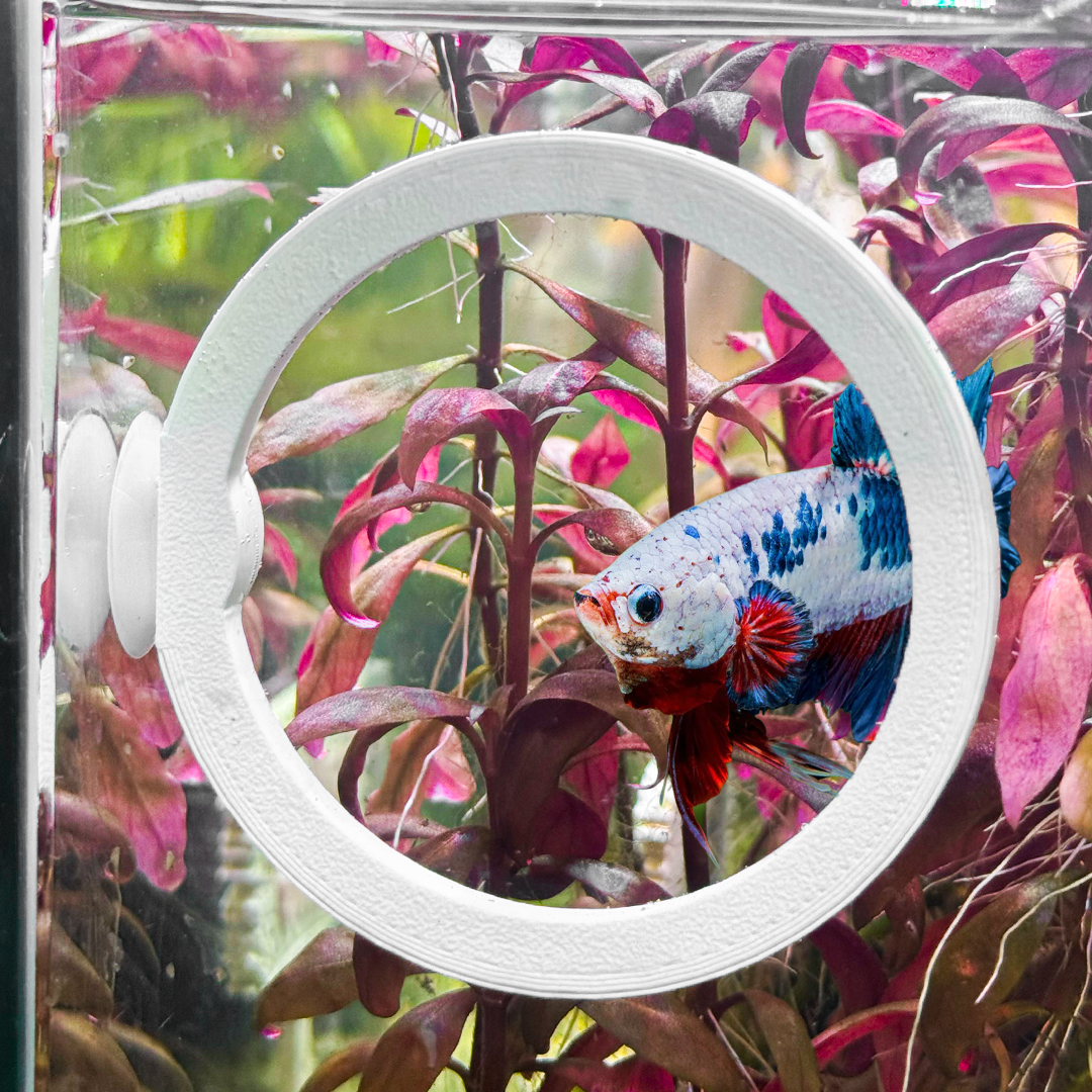 Circle Betta Swim Ring