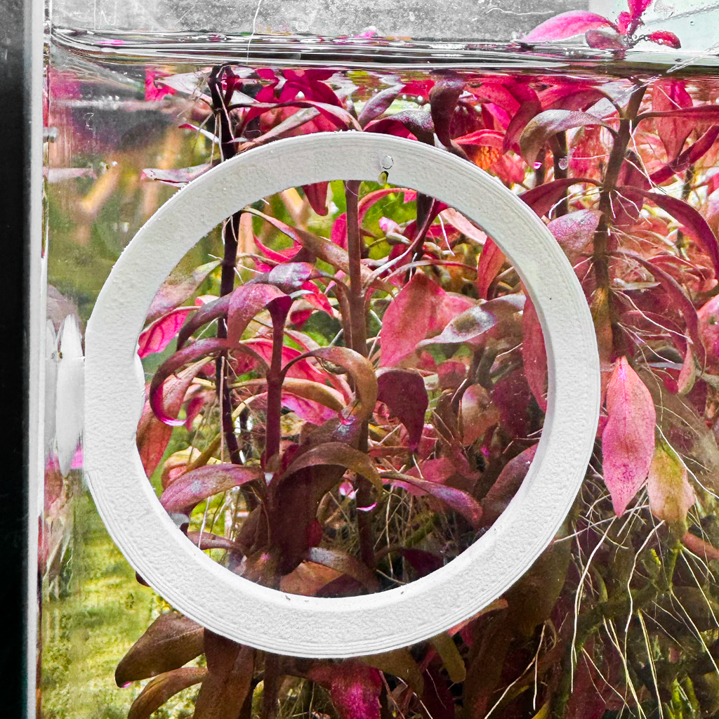 Circle Betta Swim Ring