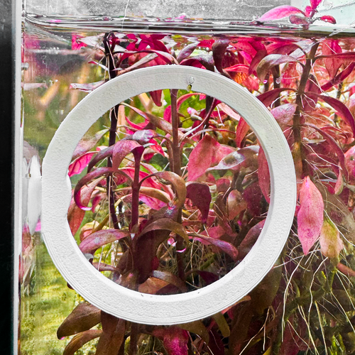 Circle Betta Swim Ring