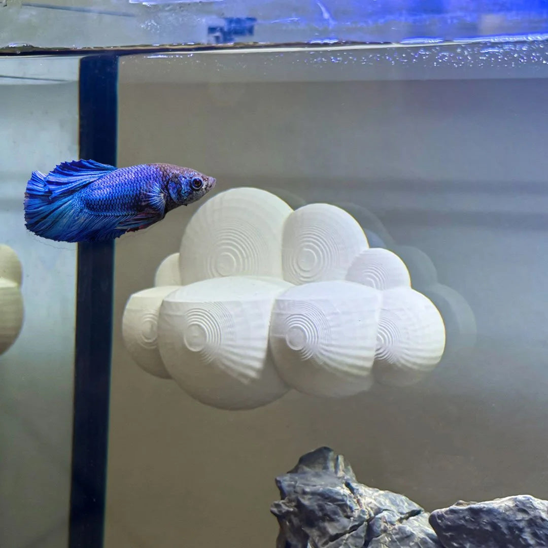 Cloud Perch for Bettas Blenny Goby
