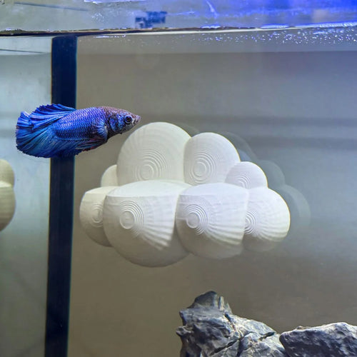 Cloud Perch for Bettas Blenny Goby