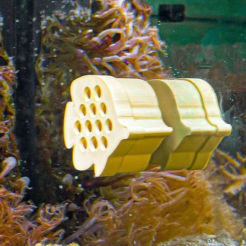Butterfly Fish / Shrimp Feeder