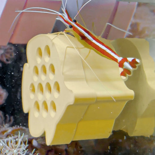 Butterfly Fish / Shrimp Feeder