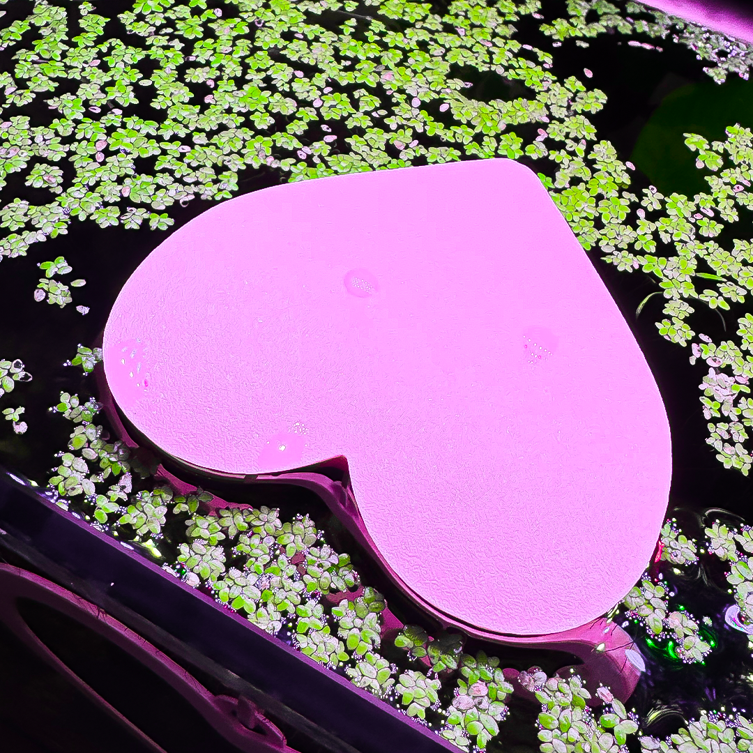 Floating Heart Goldfish Swim Ring