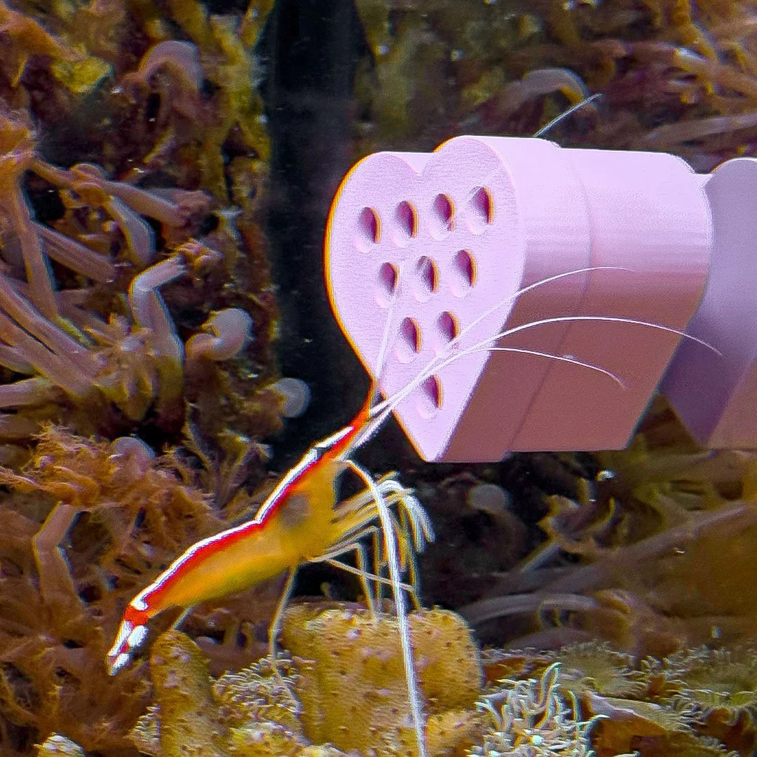 Heart Butterfly Fish / Shrimp Feeder
