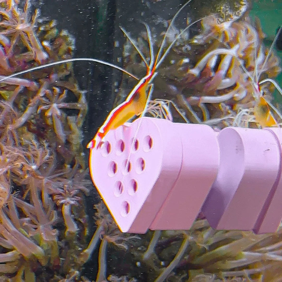 Heart Butterfly Fish / Shrimp Feeder
