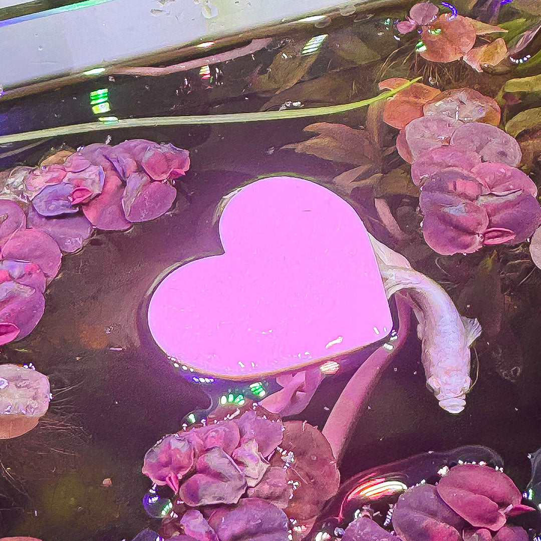 Floating Heart Betta Swim Ring