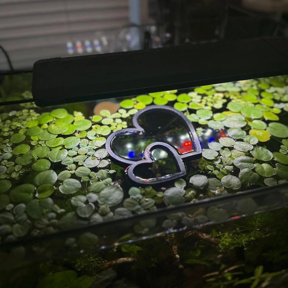 Hearts Fish Feeding Portal