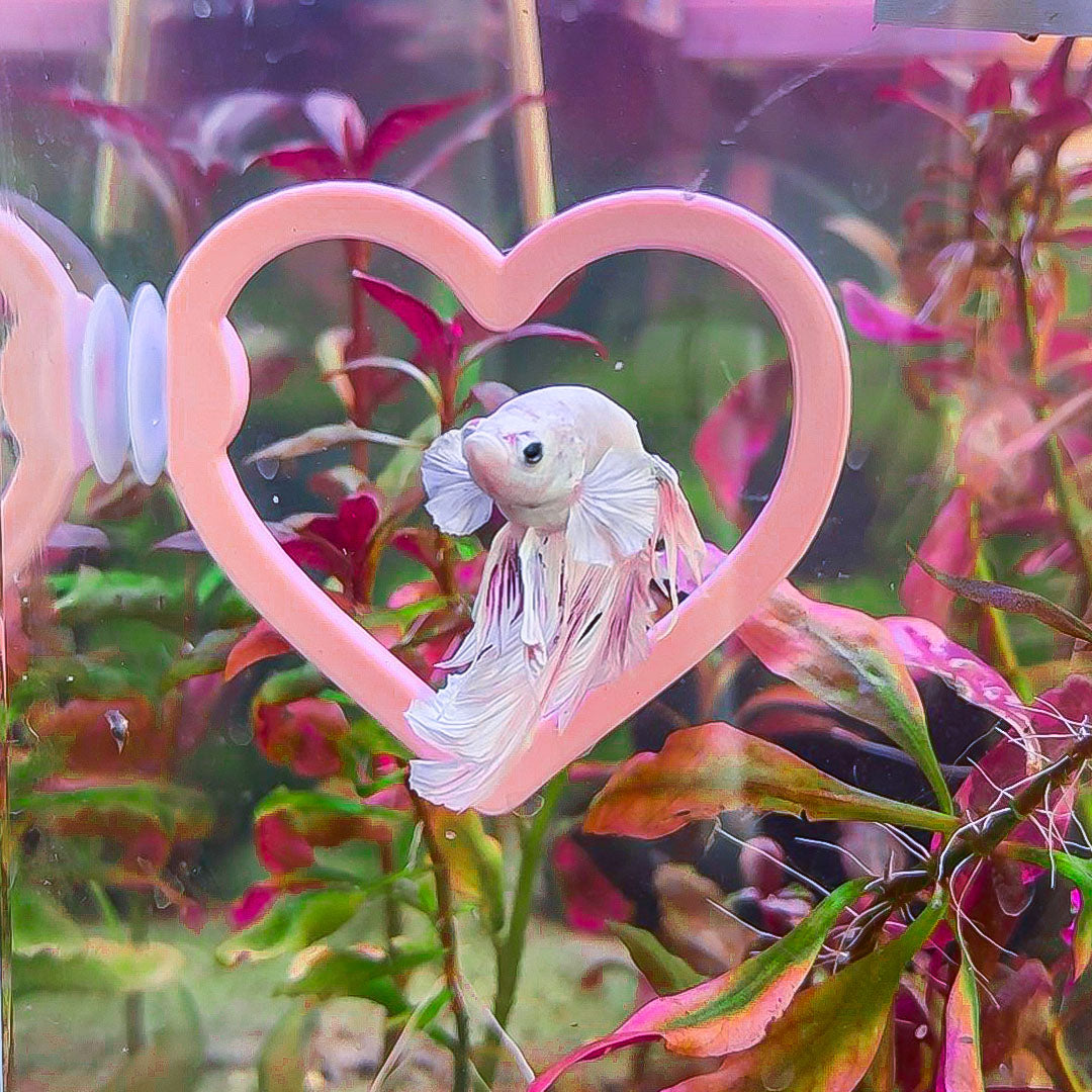 Heart Betta Swim Ring