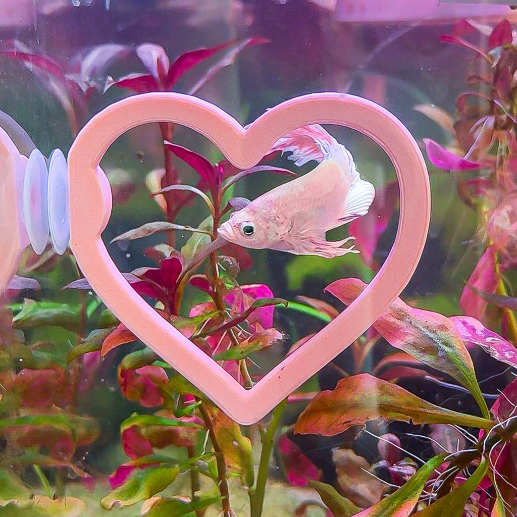 Heart Betta Swim Ring