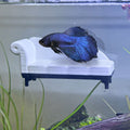 Magnetic Chaise Lounge Perch for Bettas Blenny