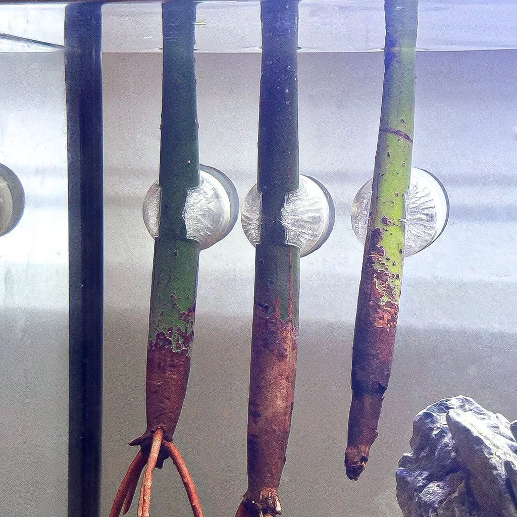 Magnetic Mangrove Holder for Aquariums (3 pk)