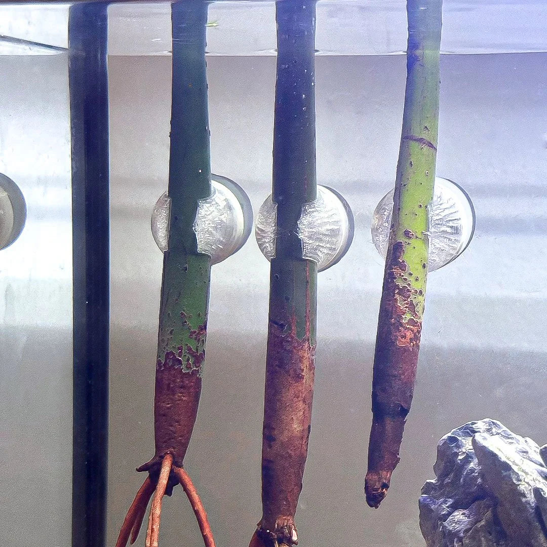 Magnetic Mangrove Holder for Aquariums (3 pk)