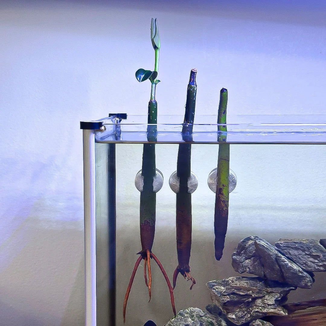 Magnetic Mangrove Holder for Aquariums (3 pk)