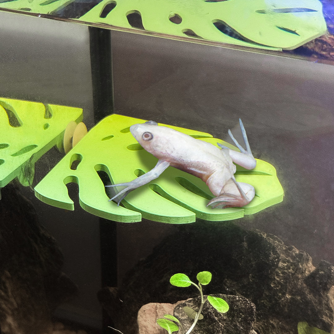 Monstera Leaf Corner Frog Perch