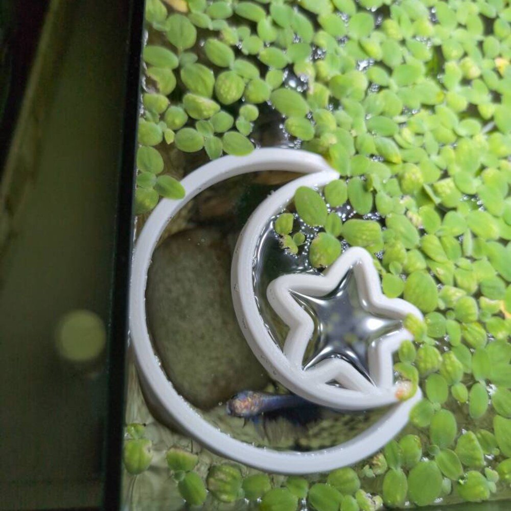 Moonlight Fish Feeding Portal
