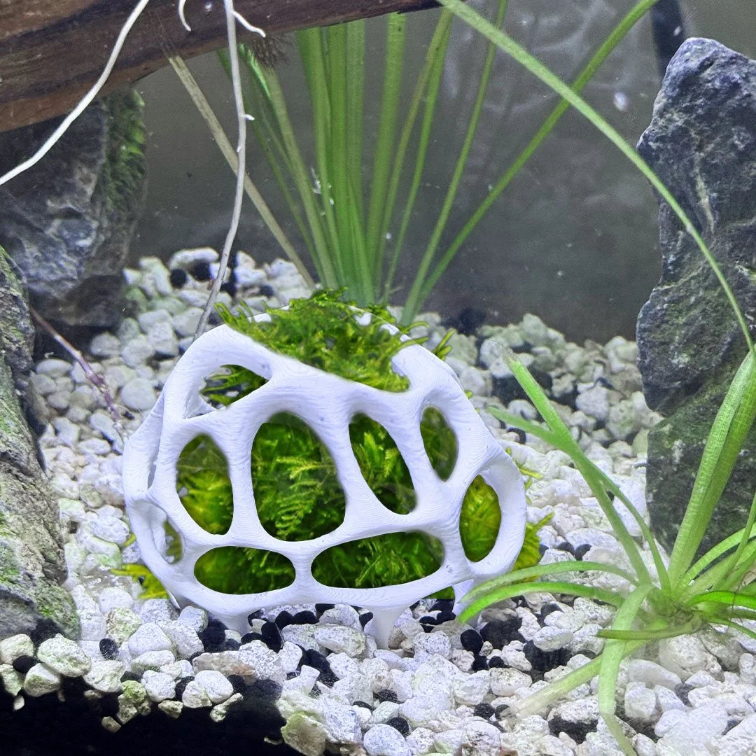 Natural Moss Dome Shrimp Hide