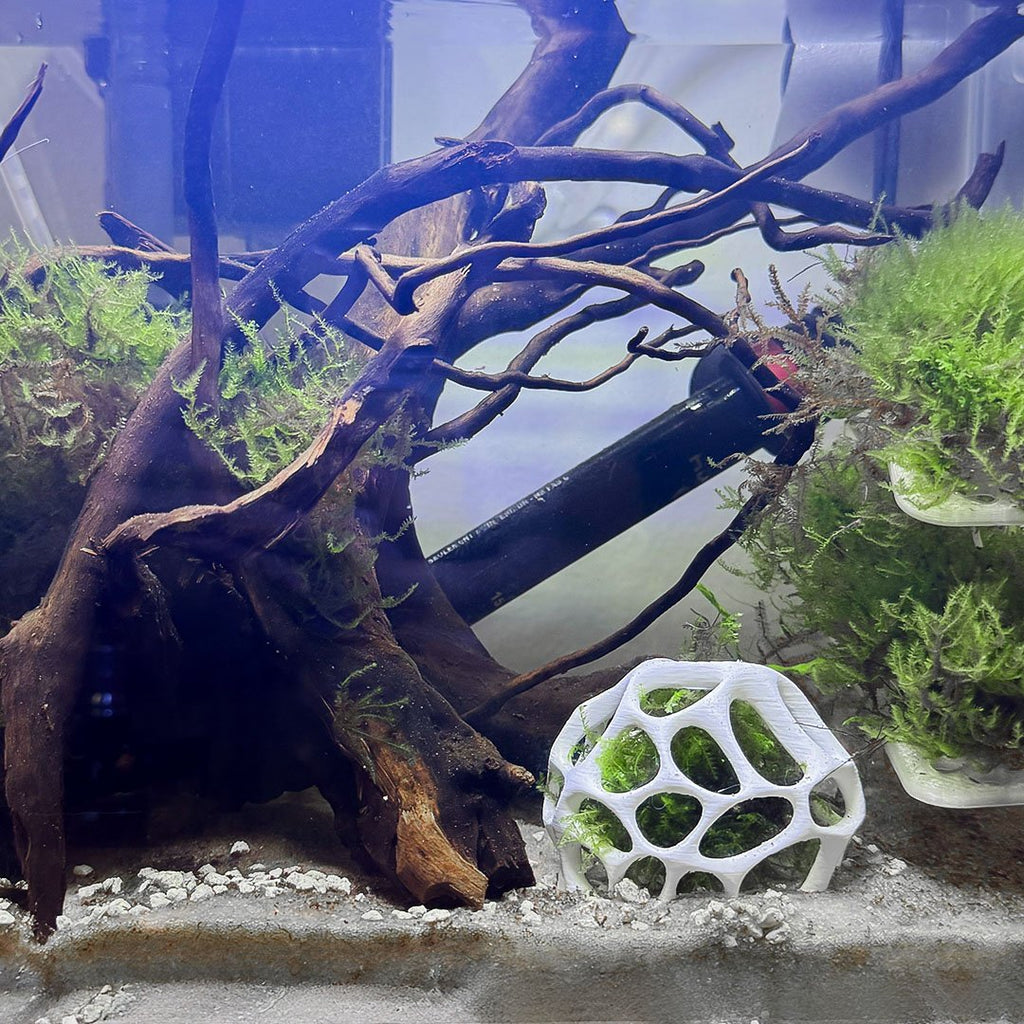 Natural Moss Dome Shrimp Hide