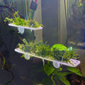 Live Moss Ledge Grow Platform